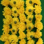 Artificial Silk Chrysanthemum Flower Head – Realistic Floral Decoration for DIY Crafts, Bouquets and Home Decor - Image 4