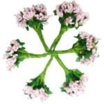 Artificial Pollen Flowers – Multicolour Decorative Stamens for DIY Craft, Bouquets and Floral Arrangements - Image 16