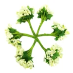 Artificial Pollen Flowers – Multicolour Decorative Stamens for DIY Craft, Bouquets and Floral Arrangements - Image 15