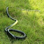 Realistic Rubber Snake – Fun Prank Toy or Garden Deterrent (Pack of 1) - Image 4