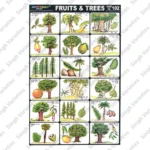 Spectrum Educational Picture Chart – A Fun & Engaging Learning Tool for Kids (Pack of 1) - Image 4